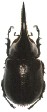 Dynastes satanus.jpg